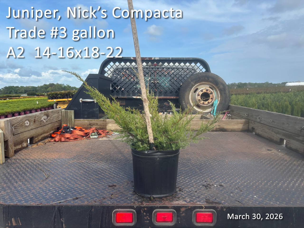 gallery/jnc3t a2 mar30.jpg